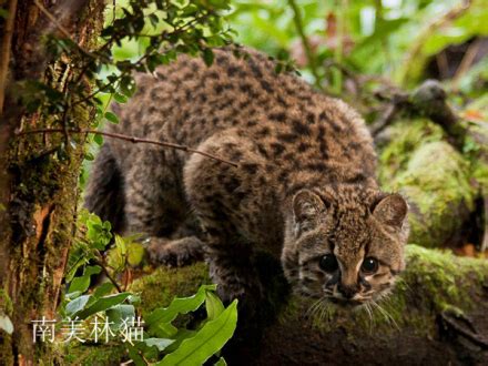 属猫|猫科动物（哺乳纲食肉目下一科动物统称 ...